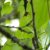 greenery.jpg