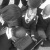 Makaziwe_1
