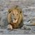 lion767