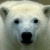 polarbear_face