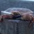 this kills the crab