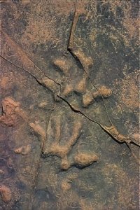 fossil