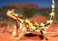 thornydevil