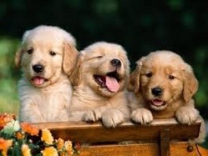 6dogs.jpeg
