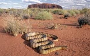 8snakes.jpeg