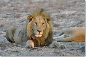 lion767