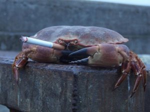 this kills the crab